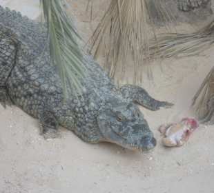 Krokodilfarm in Nähe des Hotels