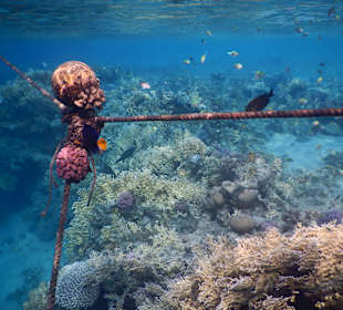 Schnorcheln Marsa Alam