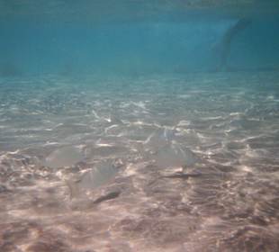 Fische im flachem Wasser