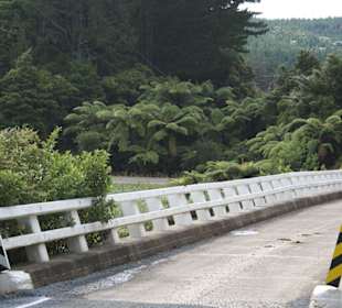 Regenwald im Northland Forest Park