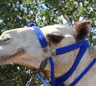 Happy Horse Stable Magawish, Hurghada