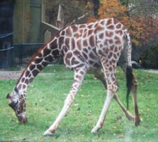 Unbedingt die Giraffenfütterung sehen