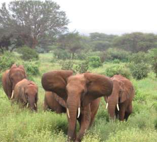 Rote Elefanten