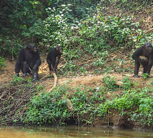 Schimpansen auf der Pongo-Insel