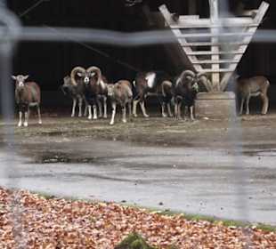 Wildpark Eichert