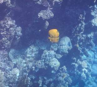 Fische im hauseigenen Riff