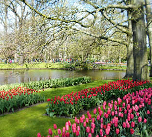 Blumenpracht im Keukenhof