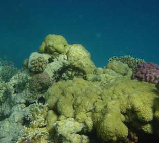 Schnorcheln in Hurghada