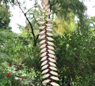 Jardín de Aclimatación de La Orotava