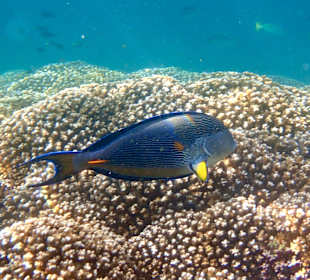 Unterwasserwelt Musandam