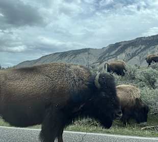 Yellowstone Nationalpark
