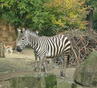 Zebra