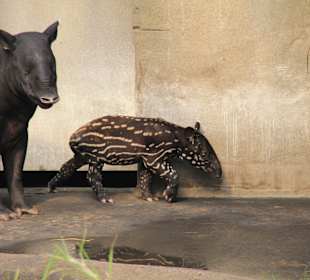 Tapir und sein Baby Baru