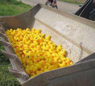 Nur Enten