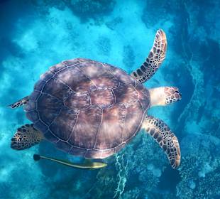 Schnorcheln Marsa Alam