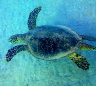 Черепах - Hotel Tropitel Sahl Hasheesh