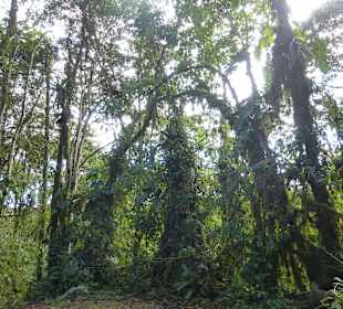 Wanderung durch den Nebelwald/Regenwald