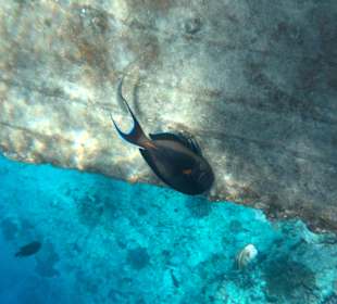 Schnorcheln Hurghada