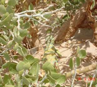 Ausflug zum Colored Canyon