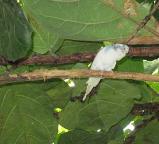 Das Schmetterlingshaus Villa Garzoni