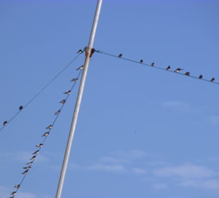 Schwalbenversammlung