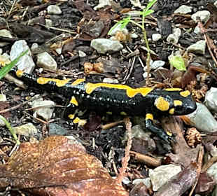 Wandern Fuschl am See