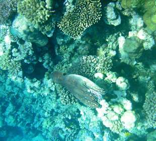 "Gemeiner Riffkrake"