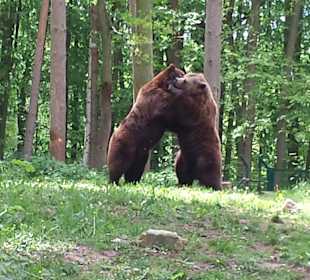 Besuch bei den Bären im NUP Güstrow