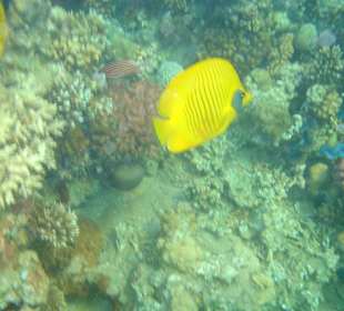 Unterwasserwelt Makadi Bay