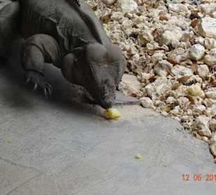 Zurück in die Urzeit