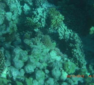 Подводный мир возле отеля