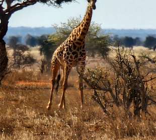 WT & Safaris (Diani Beach)