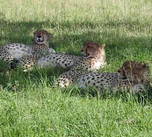 Faulenzen vor der Jagd