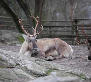 Skansen