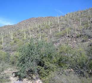 Saguaro Park