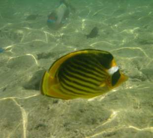 Hausriff des Makadi Palace