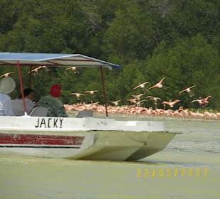Flamingos von Celestum