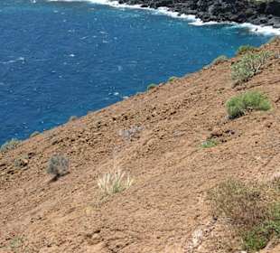 Amarilla Bucht.