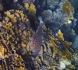 Gewöhnlicher Igelfisch