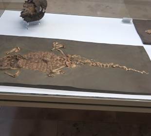 Staatliches Naturkunde Museum