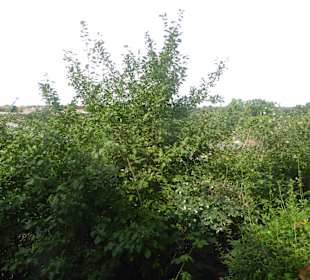 Restaurant Am Pfingstberg