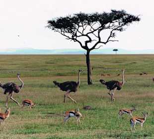 Im "Straußenmarsch"