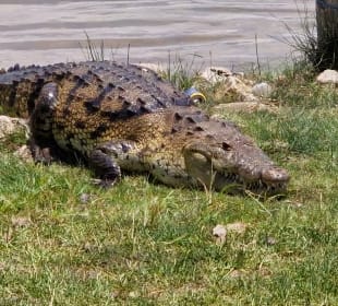 Krokodil 🐊 