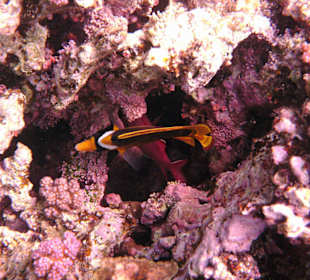 Fische im Hausriff Tulip Resort