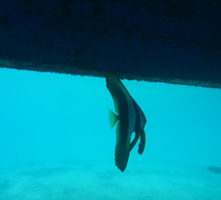 Schnorcheln El Quseir