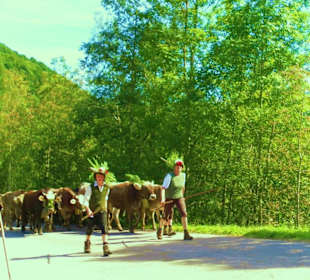 Alpabtrieb / Mellau / Vorarlberg Österreich 
