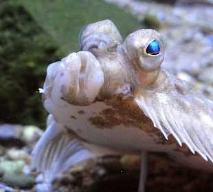 Aquarien im Nationalpark-Haus