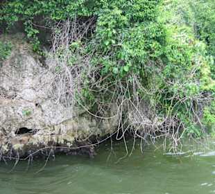 Einfahrt zum Mangrovenwald
