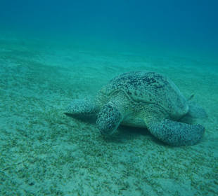 Schnorcheln Marsa Alam