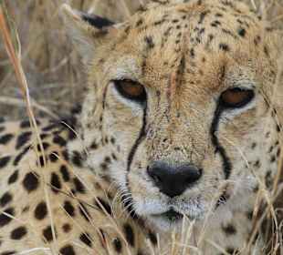 Gepard in der Serengeti